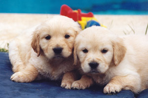 Dos cachorros de Golden Retriever